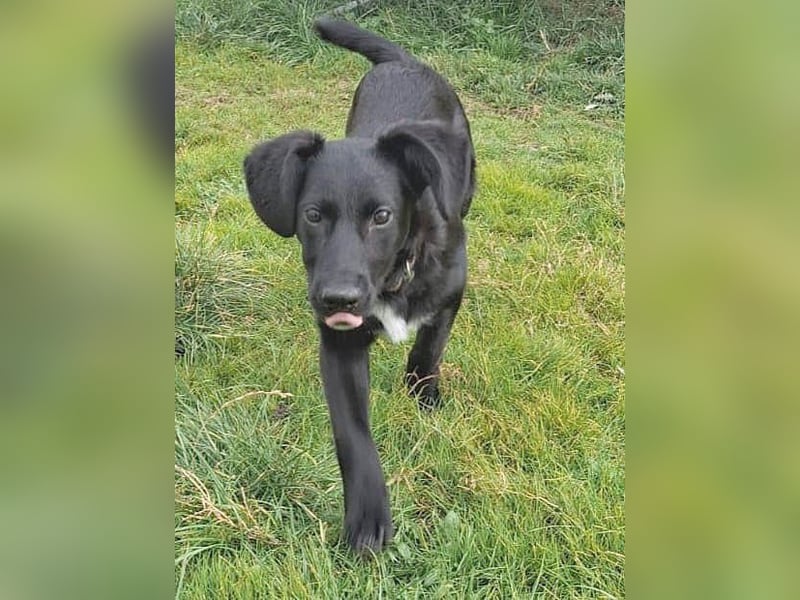 süßer kleiner Lausbub KNUFFEL - 5 Monate, 37cm/7,5kg - Mischling