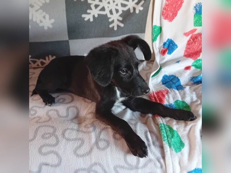 süßer kleiner Lausbub KNUFFEL - 5 Monate, 37cm/7,5kg - Mischling