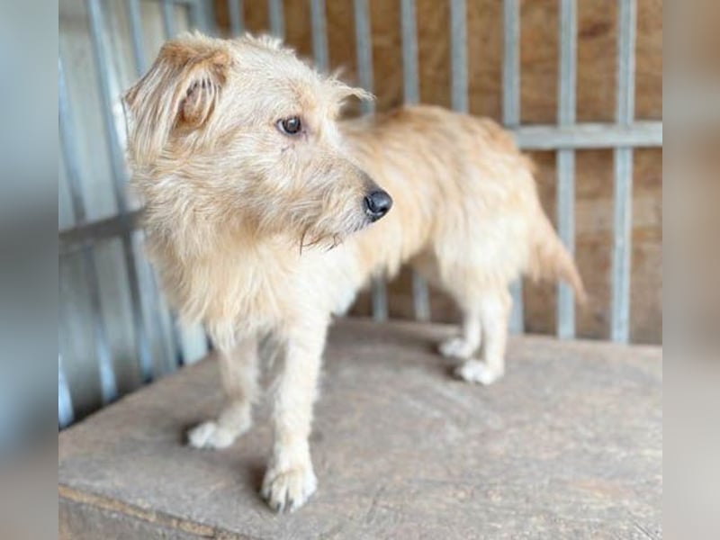 süße Struppi-Hündin PALMA - 10 Monate, 36cm