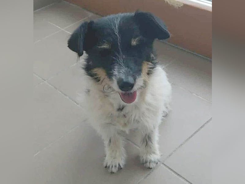 ❤️ BORI - Hündchen fürs Herz - 8 Jahre, 30cm/10kg - Mischling