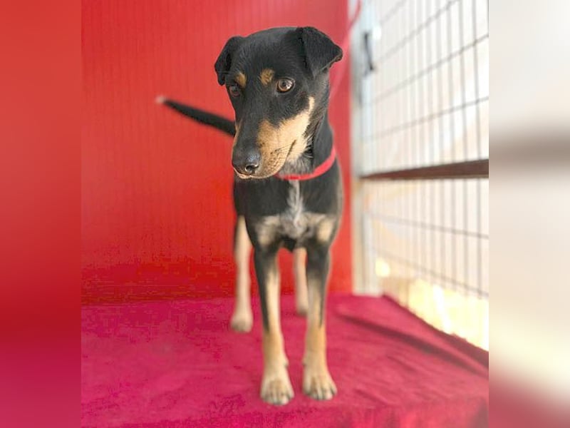 lebenslustige MANKA - 1,5 Jahre, 40cm/10kg - Mischling