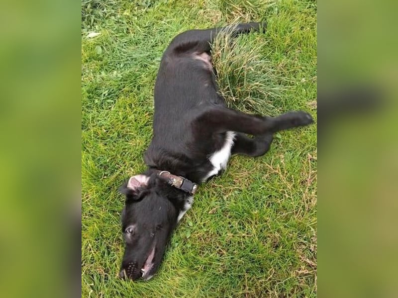 süßer kleiner Lausbub KNUFFEL - 5 Monate, 37cm/7,5kg - Mischling