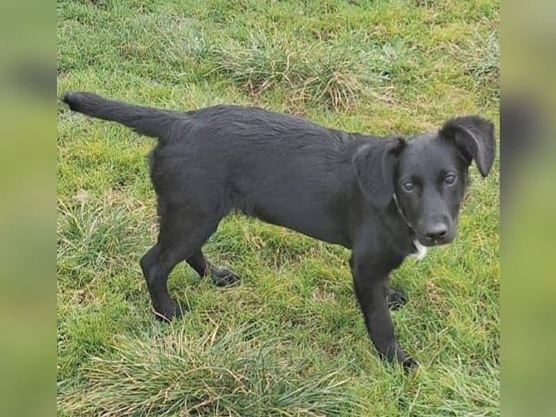 süßer kleiner Lausbub KNUFFEL - 5 Monate, 37cm/7,5kg - Mischling