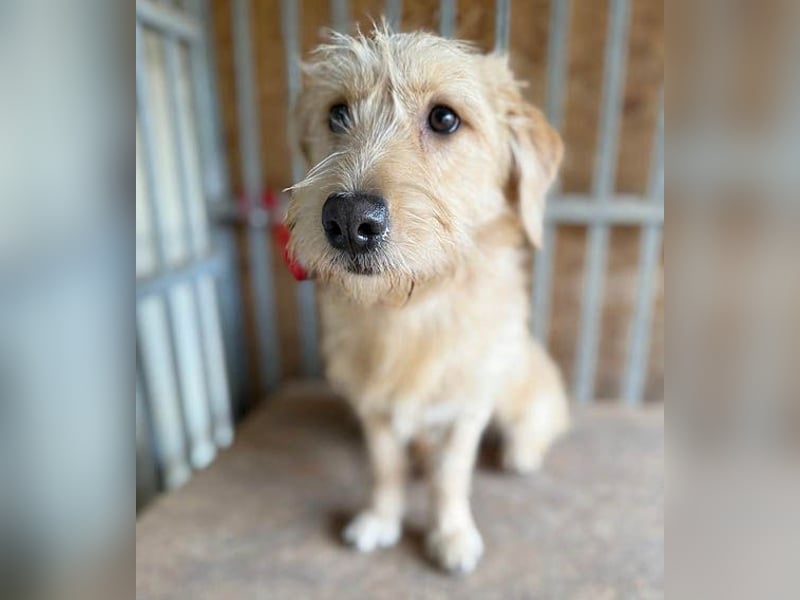 süße Struppi-Hündin PALMA - 10 Monate, 36cm