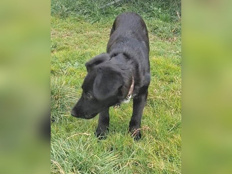 süßer kleiner Lausbub KNUFFEL - 5 Monate, 37cm/7,5kg - Mischling