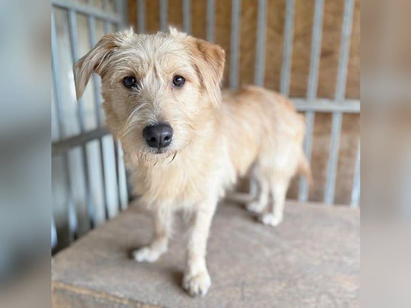 süße Struppi-Hündin PALMA - 10 Monate, 36cm