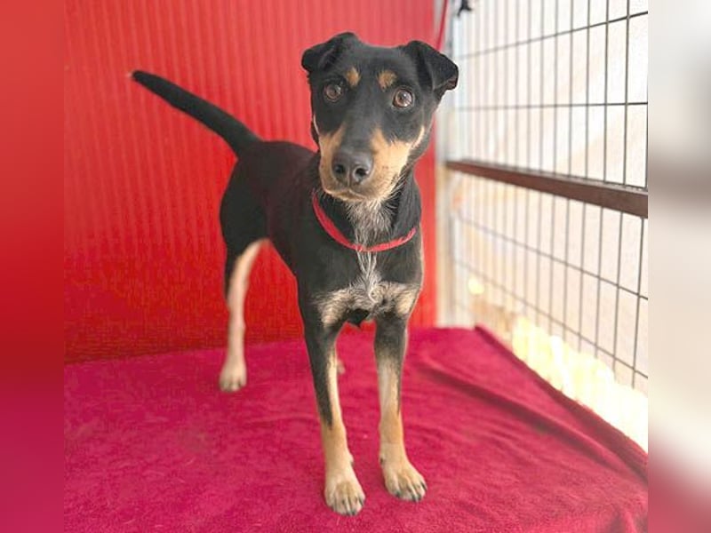 lebenslustige MANKA - 1,5 Jahre, 40cm/10kg - Mischling