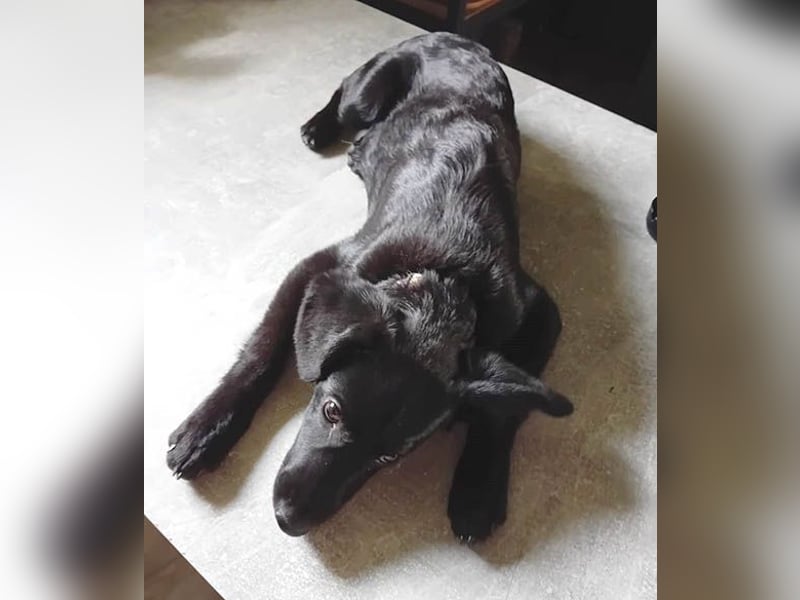 süßer kleiner Lausbub KNUFFEL - 5 Monate, 37cm/7,5kg - Mischling