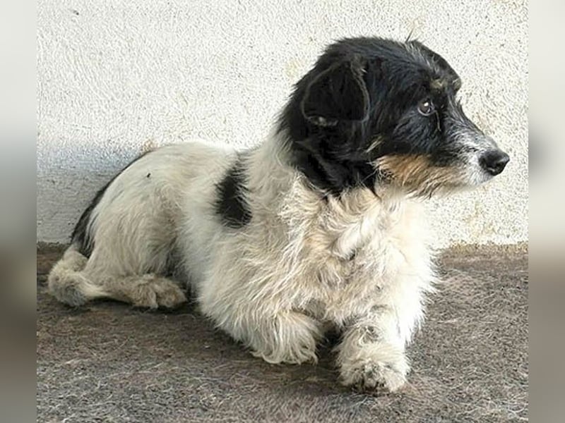 ❤️ BORI - Hündchen fürs Herz - 8 Jahre, 30cm/10kg - Mischling