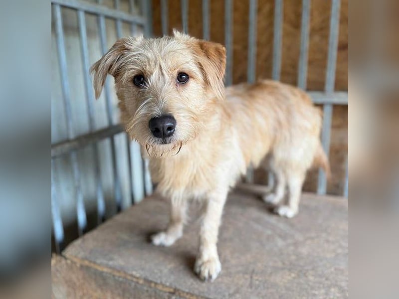 süße Struppi-Hündin PALMA - 10 Monate, 36cm