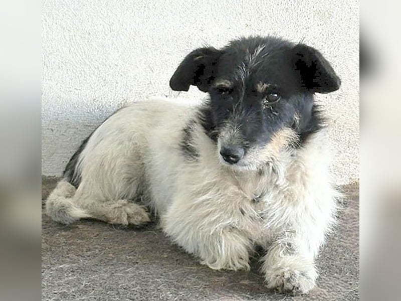 ❤️ BORI - Hündchen fürs Herz - 8 Jahre, 30cm/10kg - Mischling