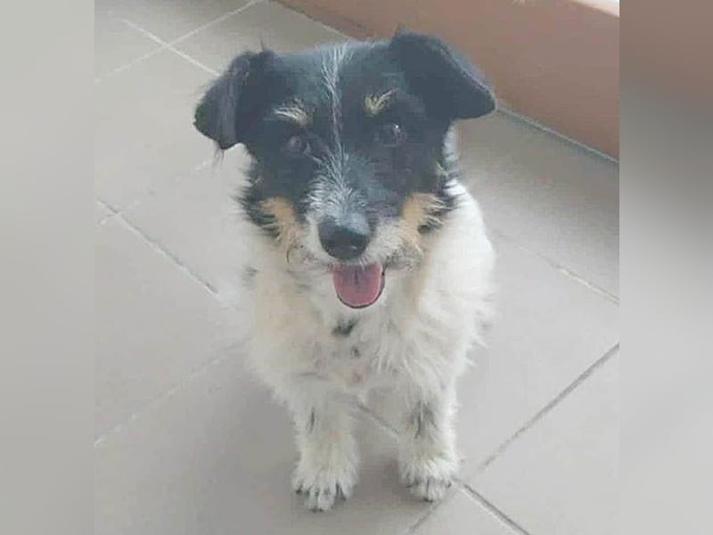 ❤️ BORI - Hündchen fürs Herz - 8 Jahre, 30cm/10kg - Mischling