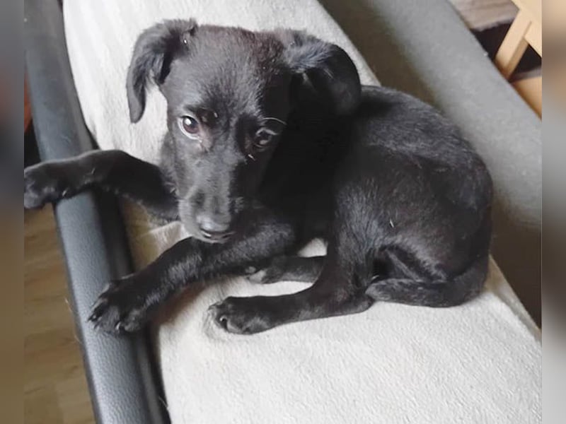 süßer kleiner Lausbub KNUFFEL - 5 Monate, 37cm/7,5kg - Mischling