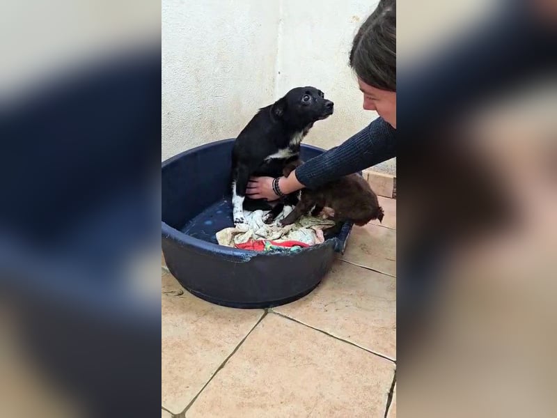 süße kleine Mischlings Hündin Madita sucht ihre Familie