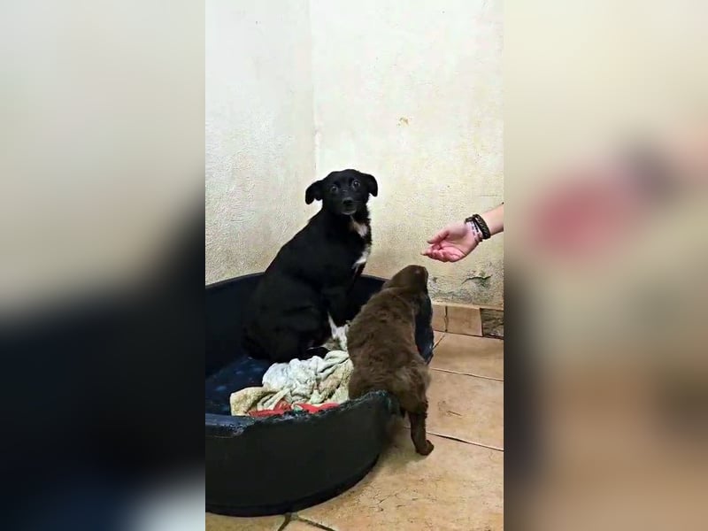 süße kleine Mischlings Hündin Madita sucht ihre Familie