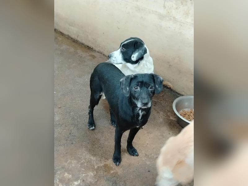 schüchterne Mischlings-Hündin Molly sucht ein Zuhause oder Pflegestelle