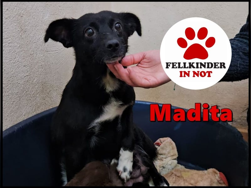 süße kleine Mischlings Hündin Madita sucht ihre Familie