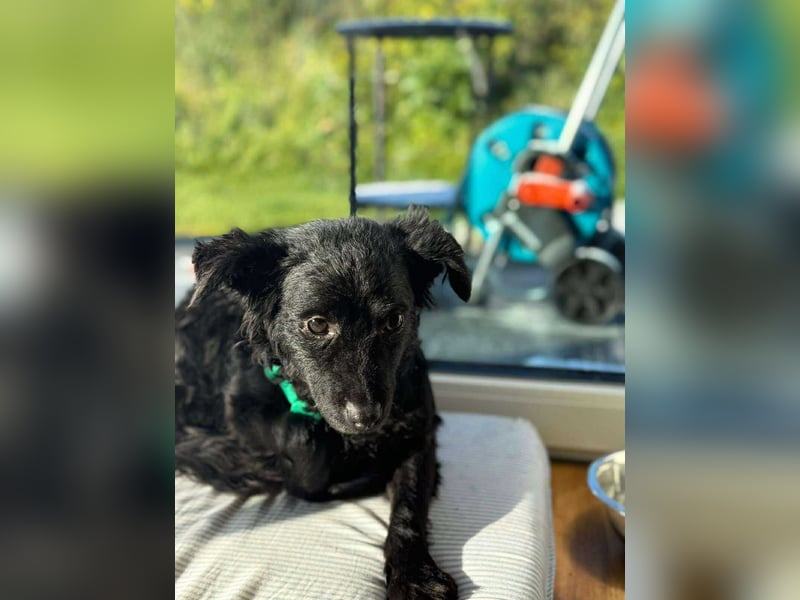 süße kleine Mischlings-Hündin Naira sucht ihre Familie