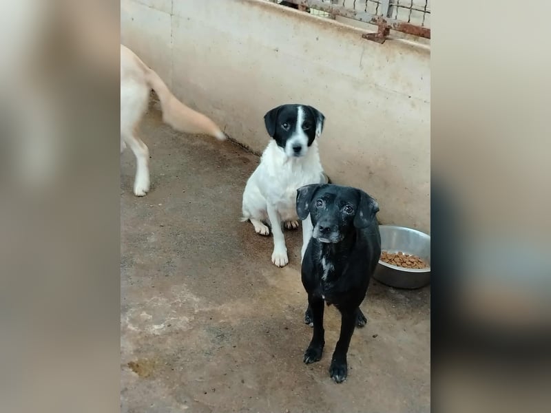 schüchterne Mischlings-Hündin Molly sucht ein Zuhause oder Pflegestelle
