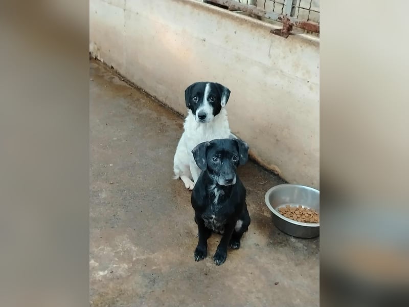 schüchterne Mischlings-Hündin Molly sucht ein Zuhause oder Pflegestelle