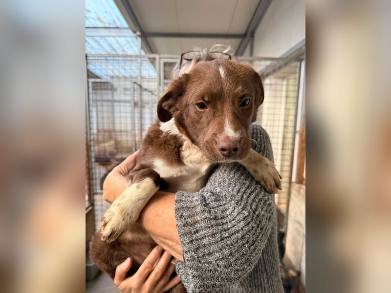 junger Welpe Mischlings-Rüde Pixel sucht eine Familie