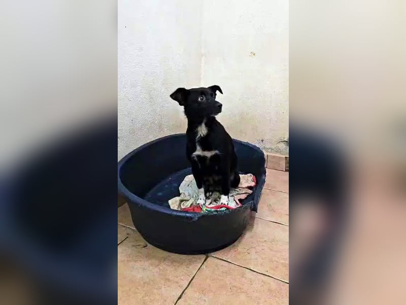 süße kleine Mischlings Hündin Madita sucht ihre Familie