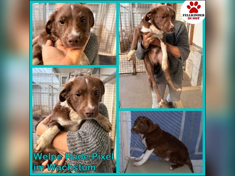 junger Welpe Mischlings-Rüde Pixel sucht eine Familie