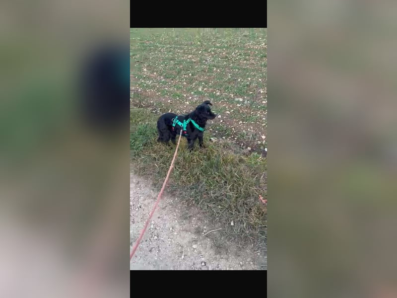 süße kleine Mischlings-Hündin Naira sucht ihre Familie