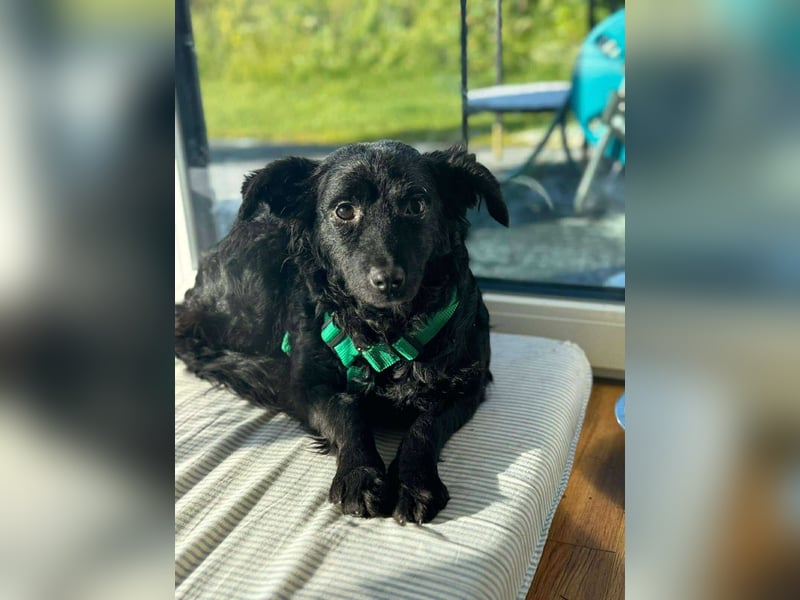 süße kleine Mischlings-Hündin Naira sucht ihre Familie