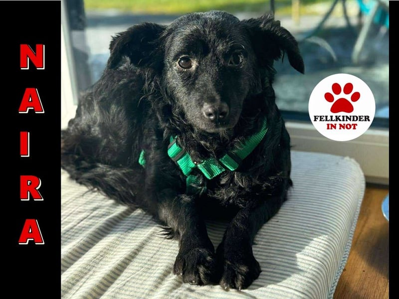 süße kleine Mischlings-Hündin Naira sucht ihre Familie