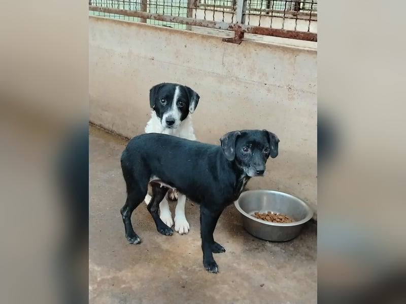 schüchterne Mischlings-Hündin Molly sucht ein Zuhause oder Pflegestelle