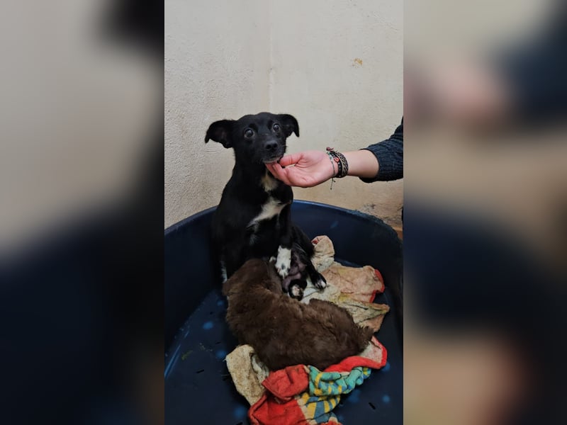 süße kleine Mischlings Hündin Madita sucht ihre Familie