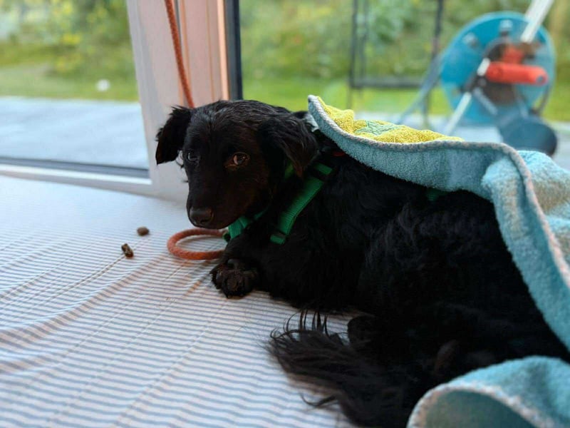 süße kleine Mischlings-Hündin Naira sucht ihre Familie