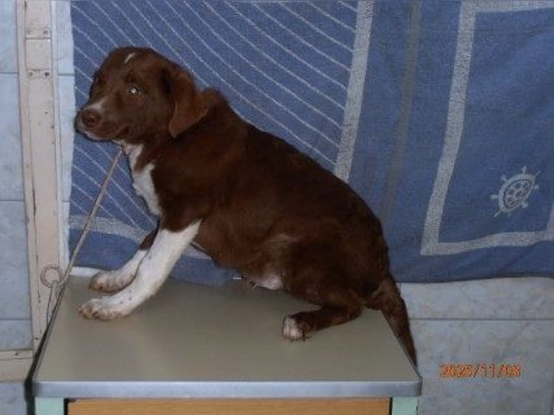 junger Welpe Mischlings-Rüde Pixel sucht eine Familie