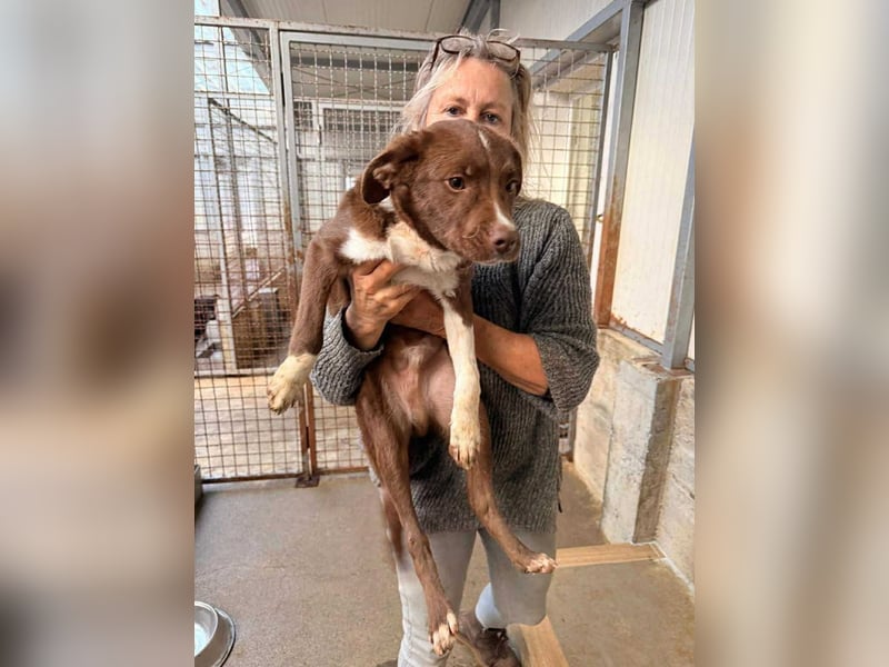 junger Welpe Mischlings-Rüde Pixel sucht eine Familie