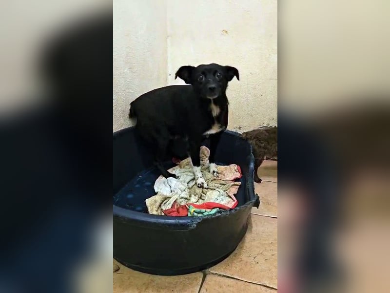 süße kleine Mischlings Hündin Madita sucht ihre Familie