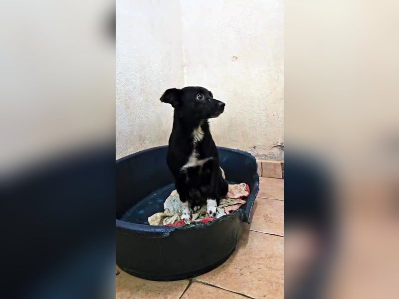 süße kleine Mischlings Hündin Madita sucht ihre Familie