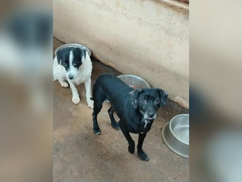 schüchterne Mischlings-Hündin Molly sucht ein Zuhause oder Pflegestelle