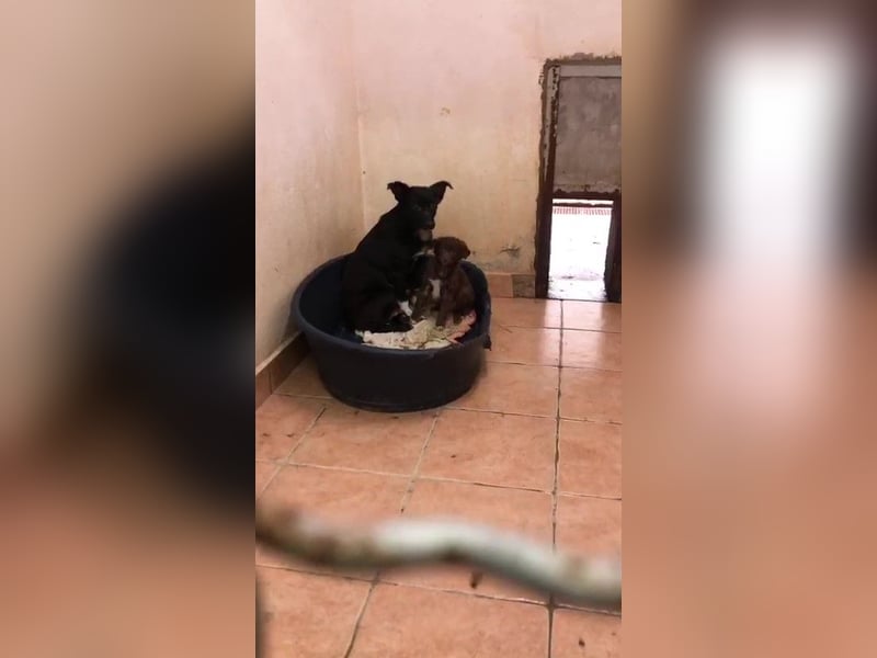 süße kleine Mischlings Hündin Madita sucht ihre Familie