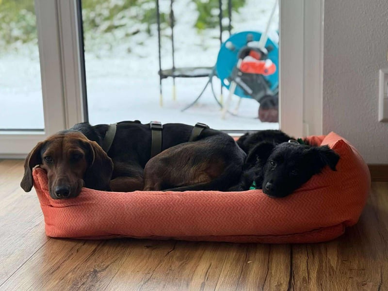 süße kleine Mischlings-Hündin Naira sucht ihre Familie