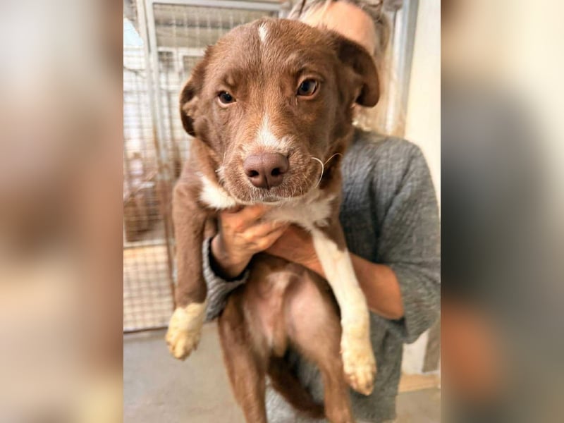 junger Welpe Mischlings-Rüde Pixel sucht eine Familie