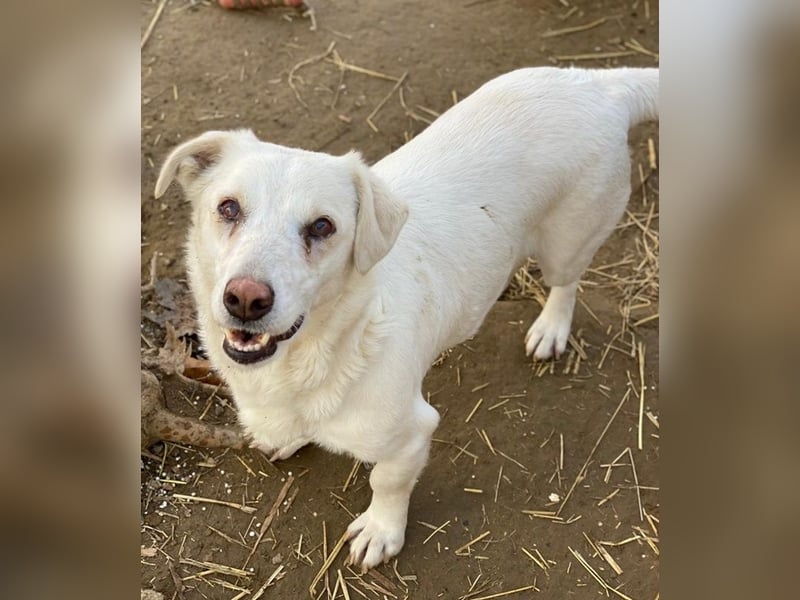 Lighty, geb. ca. 12/2021, lebt in GRIECHENLAND, auf einer privaten Pflegestelle