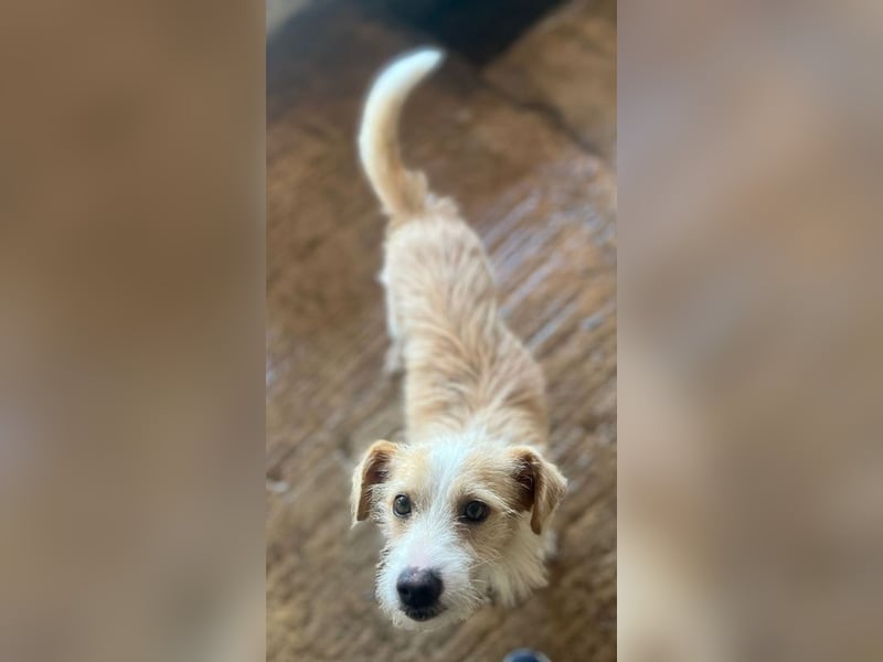 Peppi, geb. ca. 01/2025, lebt auf einer Pflegestelle in 33104 Paderborn