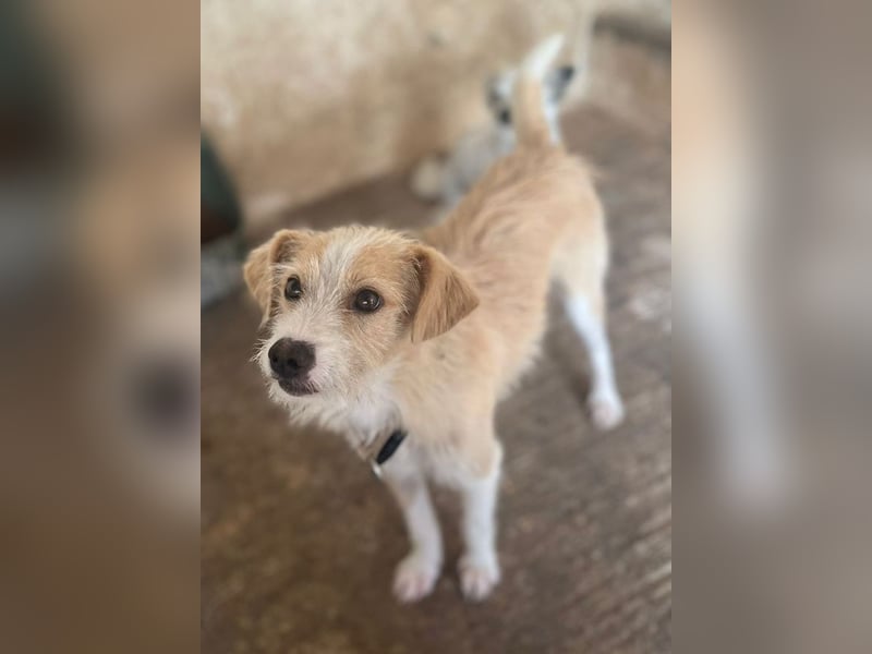 Peppi, geb. ca. 01/2025, lebt auf einer Pflegestelle in 33104 Paderborn