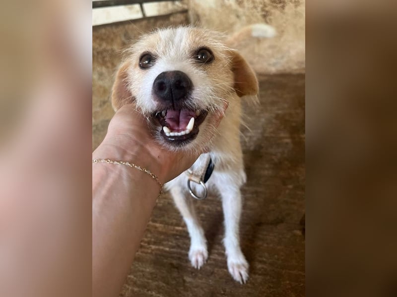 Peppi, geb. ca. 01/2025, lebt auf einer Pflegestelle in 33104 Paderborn