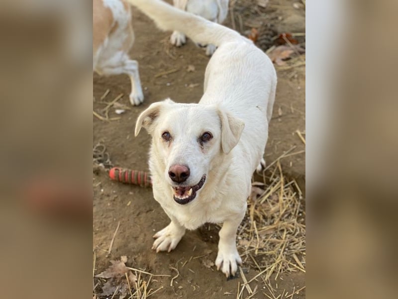 Lighty, geb. ca. 12/2021, lebt in GRIECHENLAND, auf einer privaten Pflegestelle