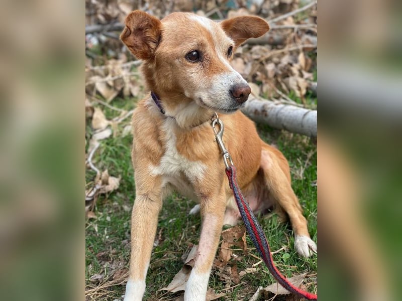 Opi, geb. ca. 10/2015, lebt in GRIECHENLAND, im städt. Tierheim Serres Opi, geb. ca. 10/2015, lebt in GRIECHENLAND, im städt. Tierheim Serres