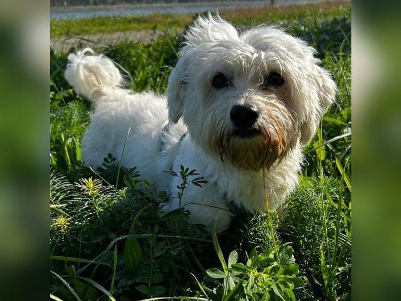 Cookie, geb. ca. 03/2018, lebt in 79588 Efringen-Kirchen