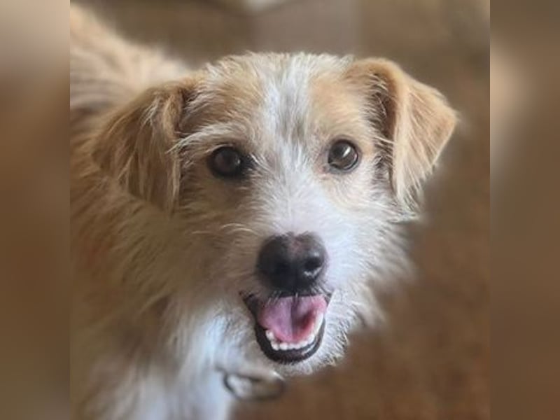 Peppi, geb. ca. 01/2025, lebt auf einer Pflegestelle in 33104 Paderborn