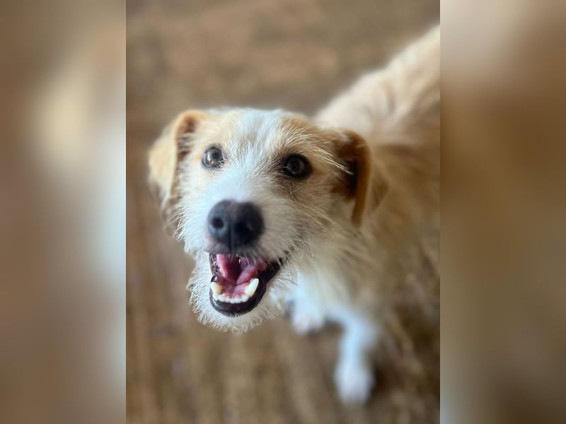 Peppi, geb. ca. 01/2025, lebt auf einer Pflegestelle in 33104 Paderborn